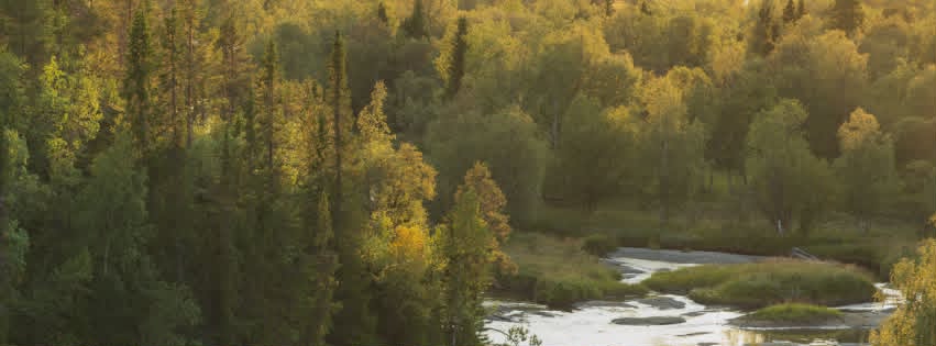 Golden forest and river landscape.